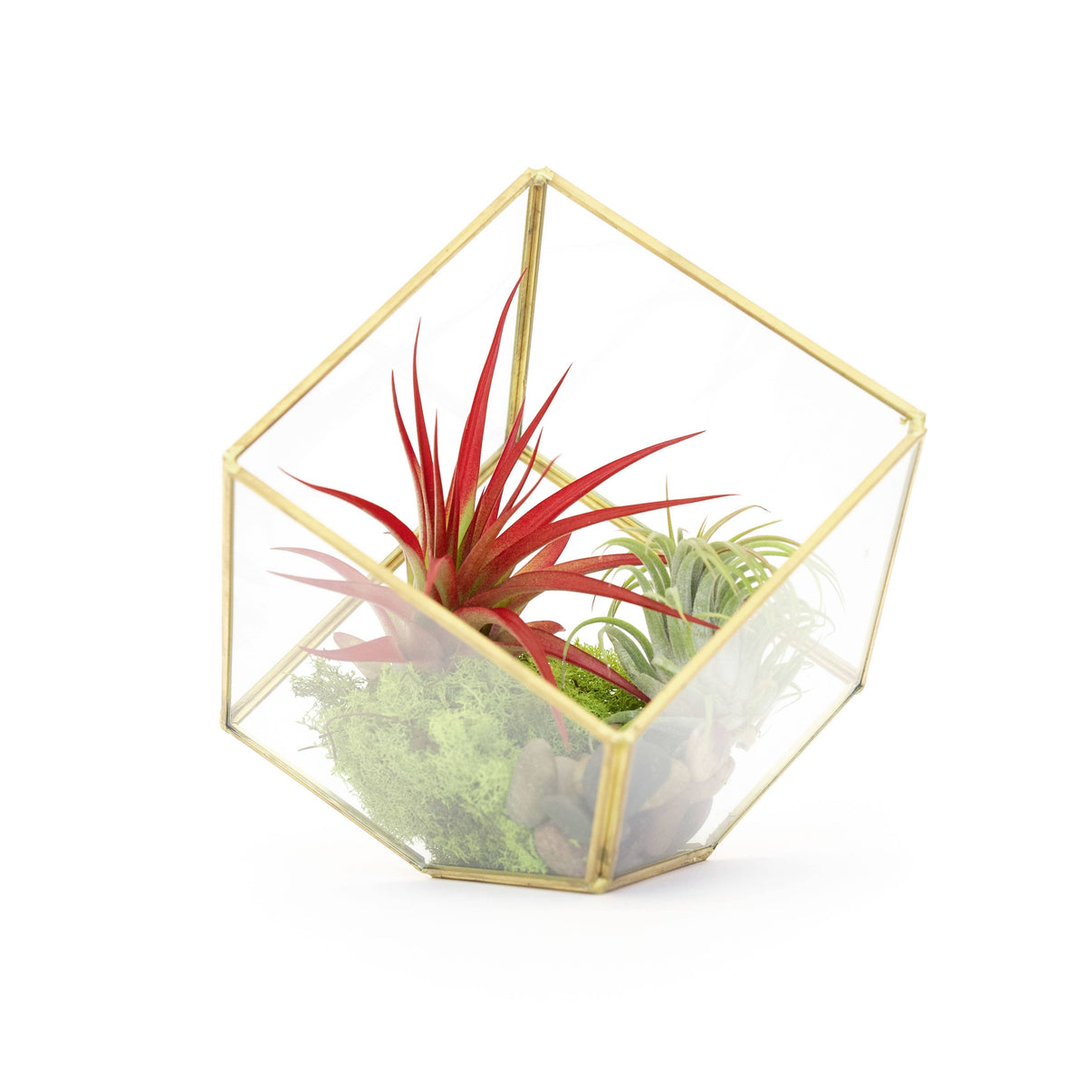 Heptahedron Geometric Glass Terrarium